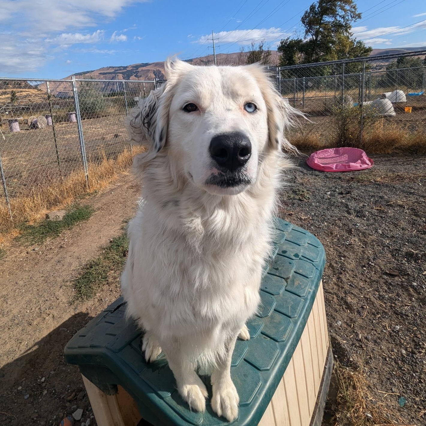 Carmen, an adoptable Border Collie, Great Pyrenees in The Dalles, OR, 97058 | Photo Image 3