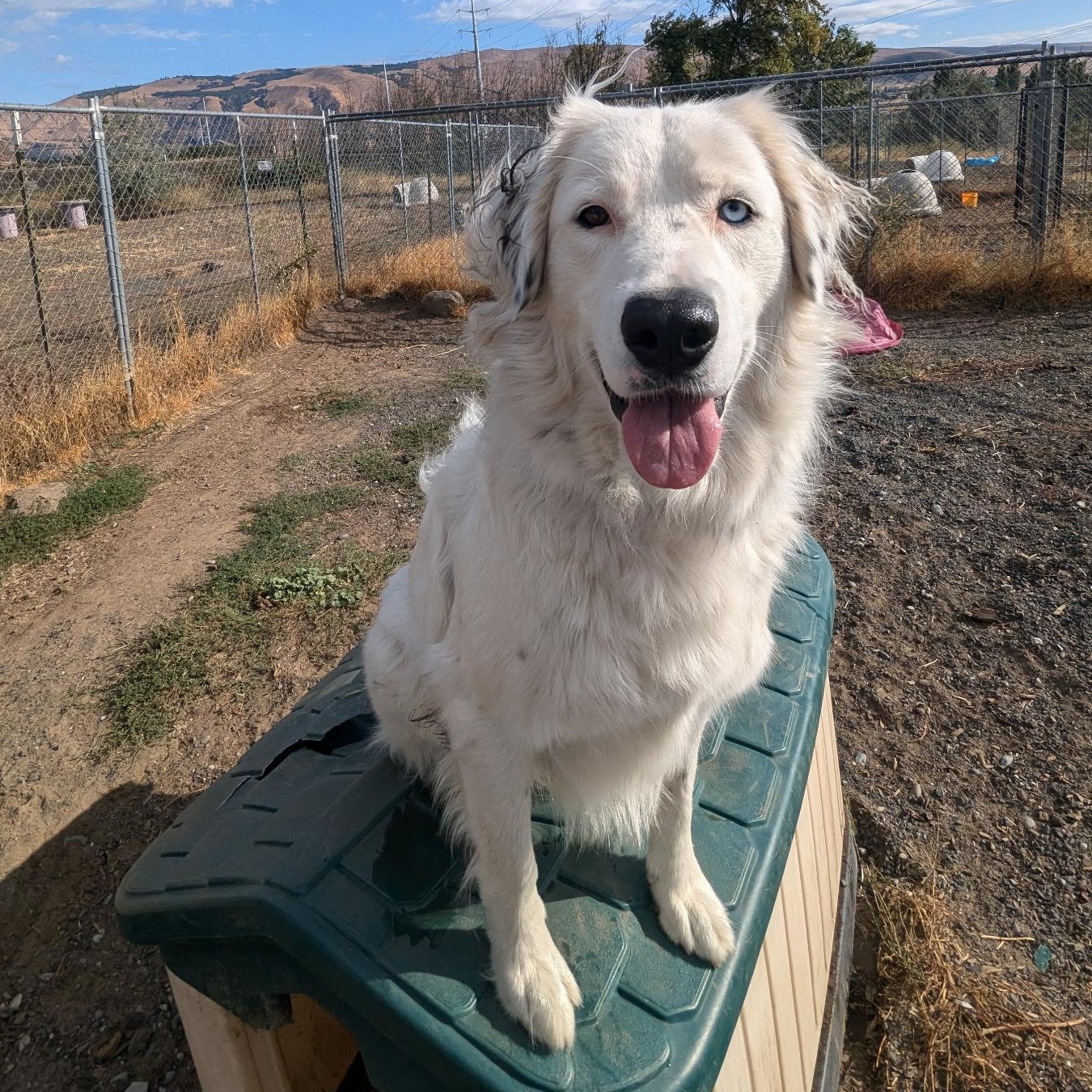 Carmen, an adoptable Border Collie, Great Pyrenees in The Dalles, OR, 97058 | Photo Image 1