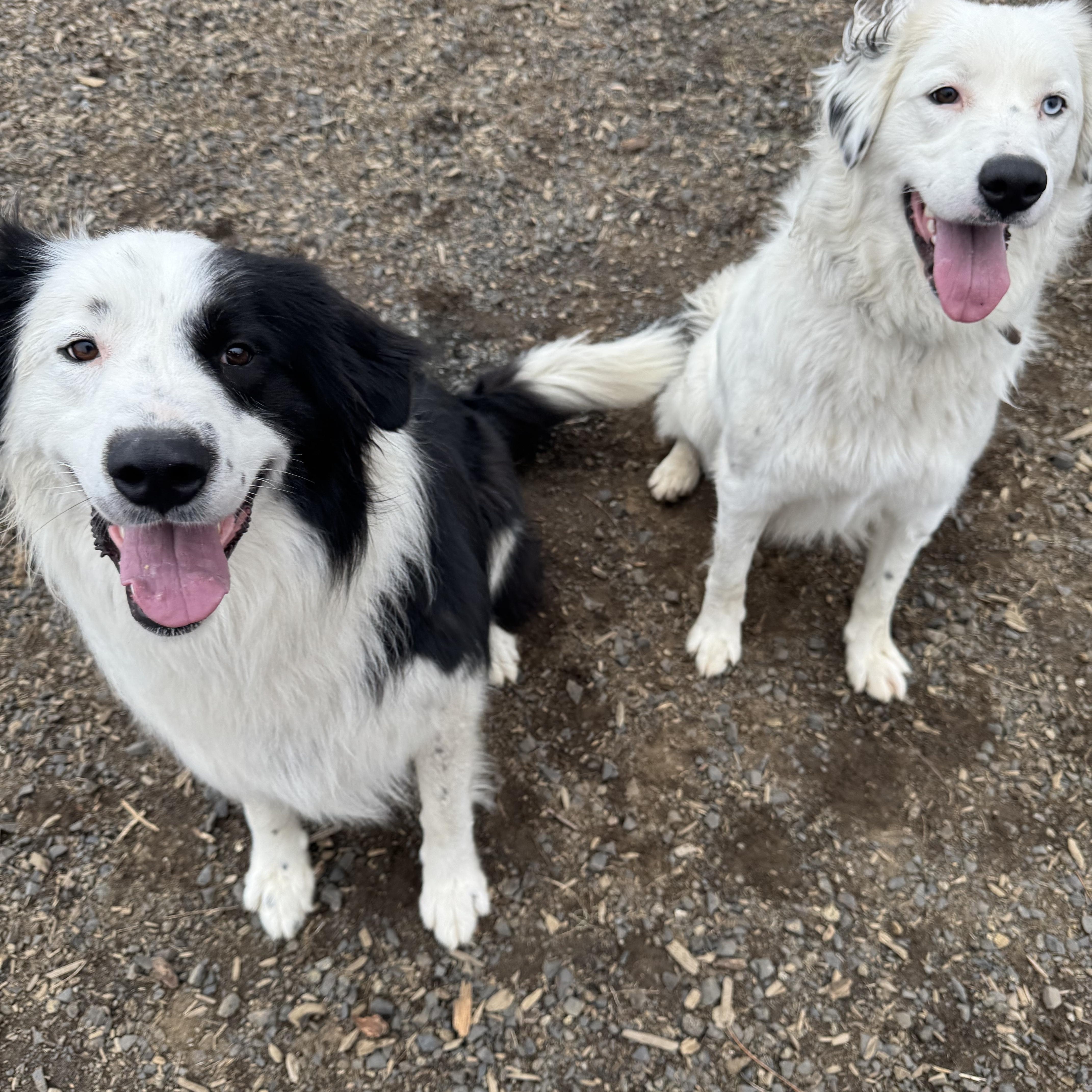 Carmen, an adoptable Border Collie, Great Pyrenees in The Dalles, OR, 97058 | Photo Image 6