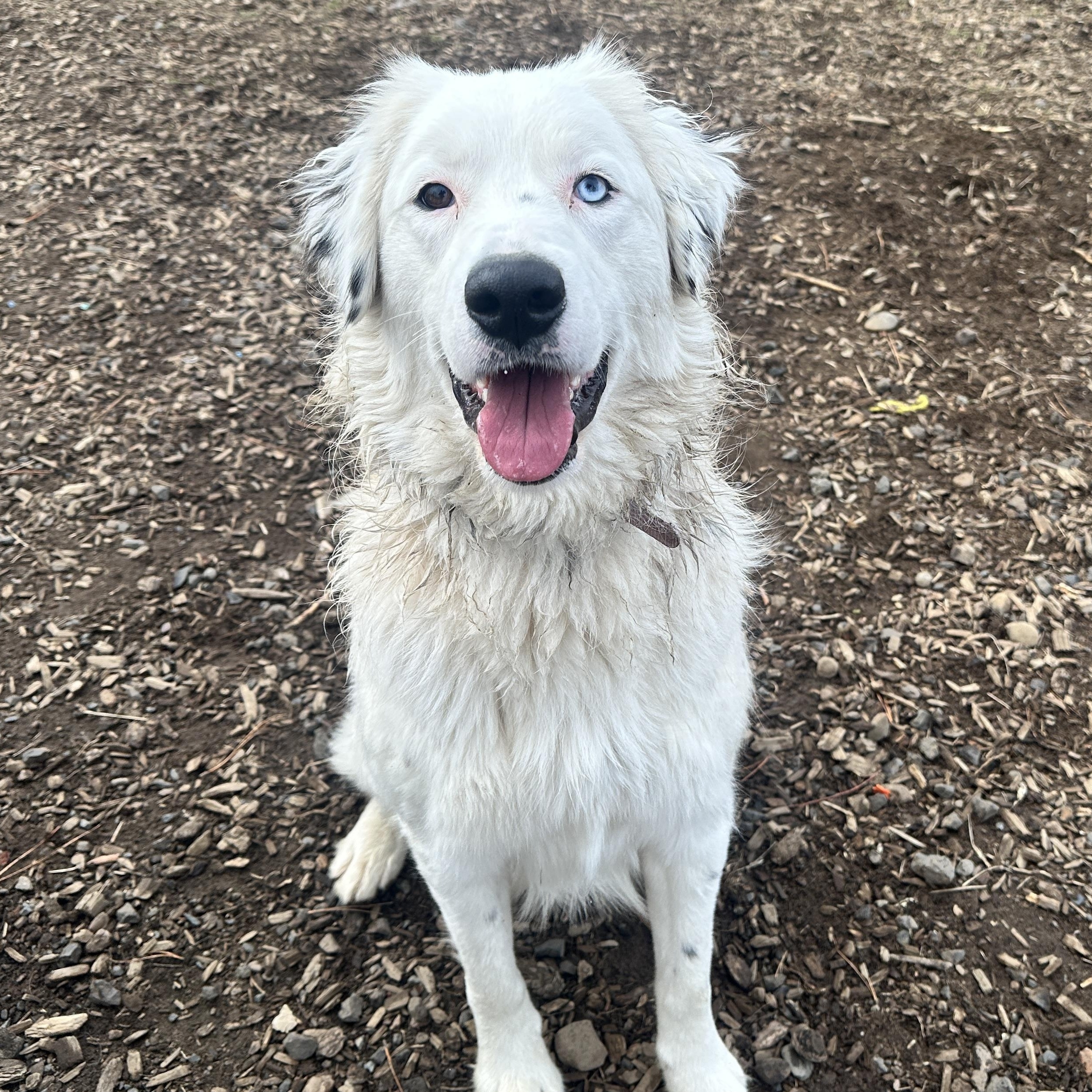 Carmen, an adoptable Border Collie, Great Pyrenees in The Dalles, OR, 97058 | Photo Image 5