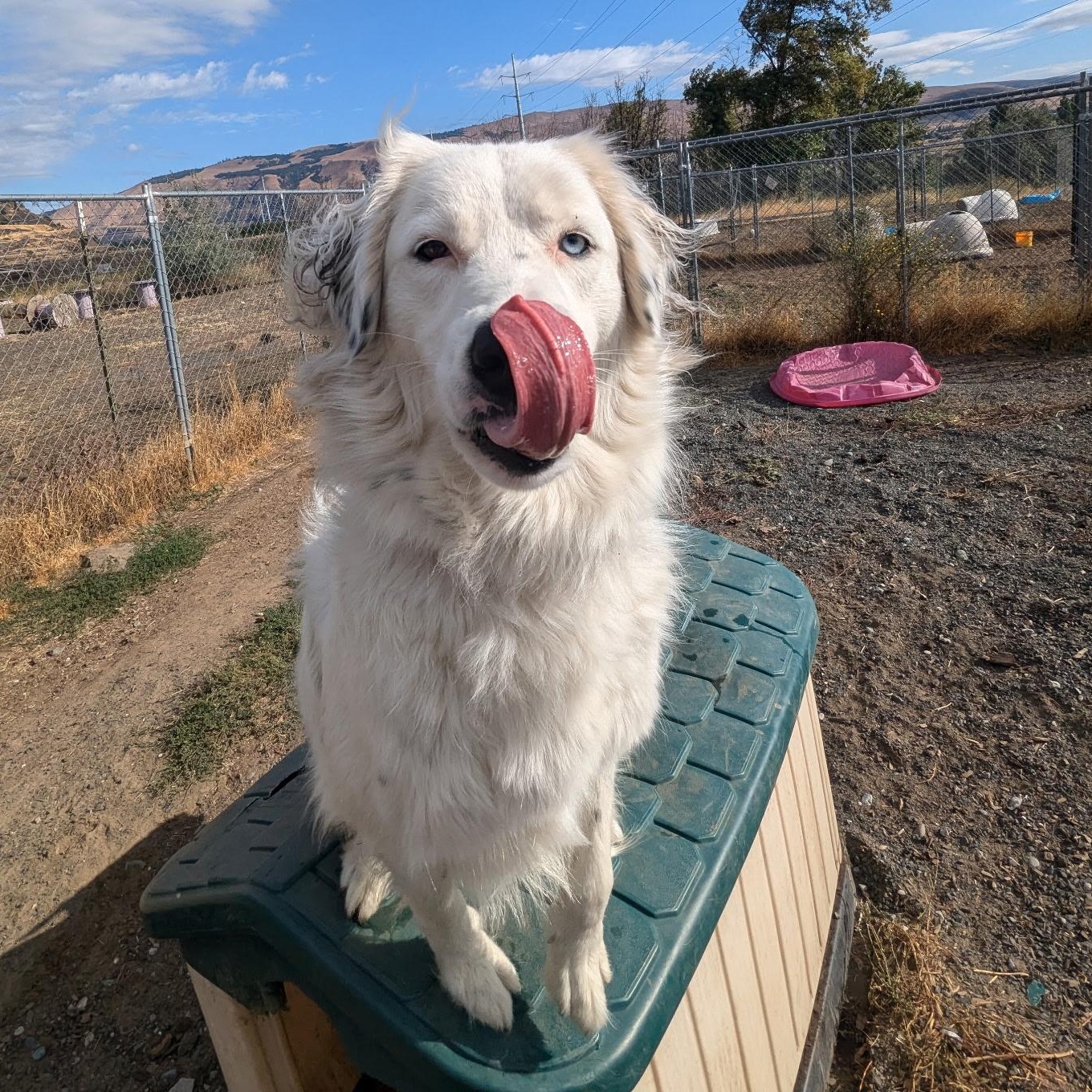 Carmen, an adoptable Border Collie, Great Pyrenees in The Dalles, OR, 97058 | Photo Image 2