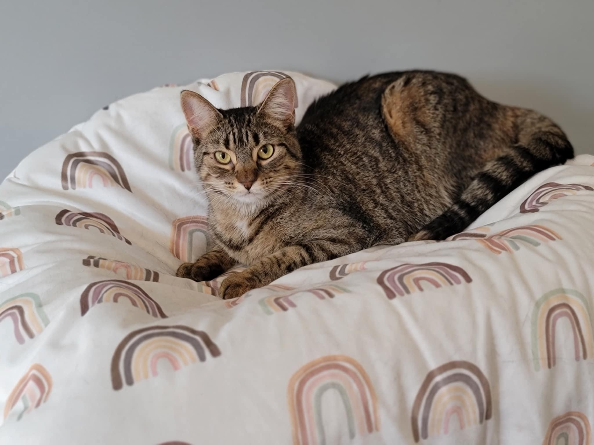 MICAH, Adoptable, Adult Female Domestic Medium Hair.