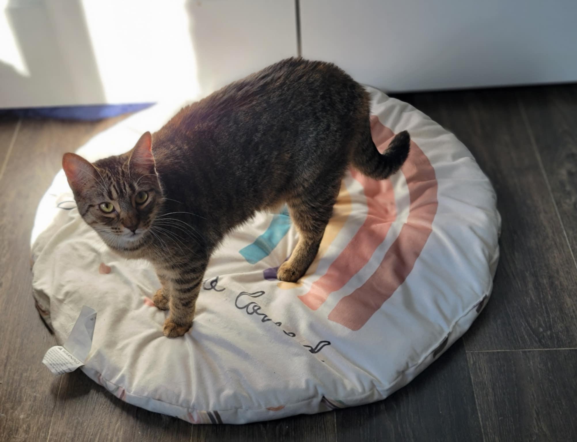 MICAH, a Adoptable Domestic Medium Hair in Shakespeare, ON image 2/3