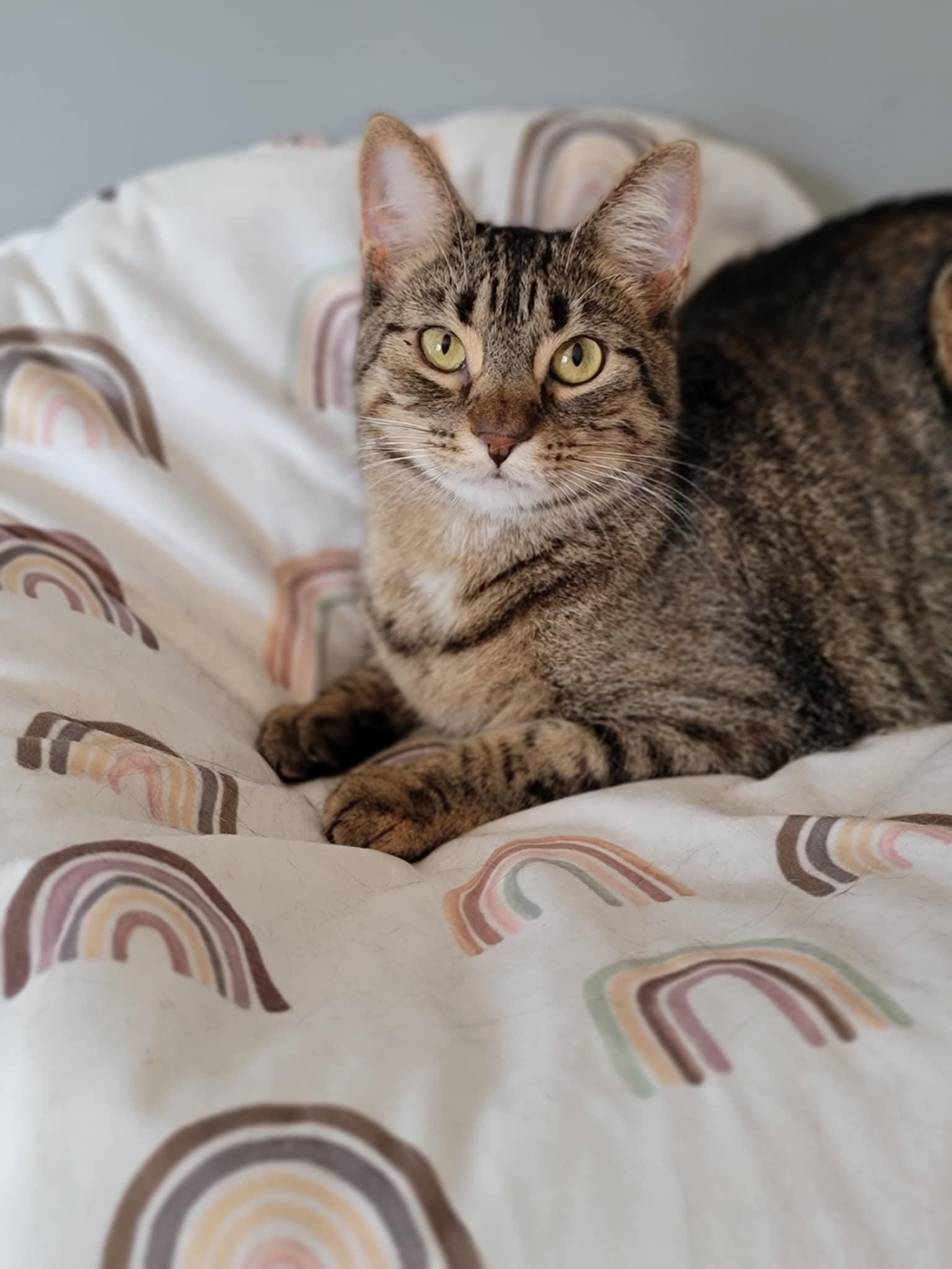 MICAH, a Adoptable Domestic Medium Hair in Shakespeare, ON image 3/3