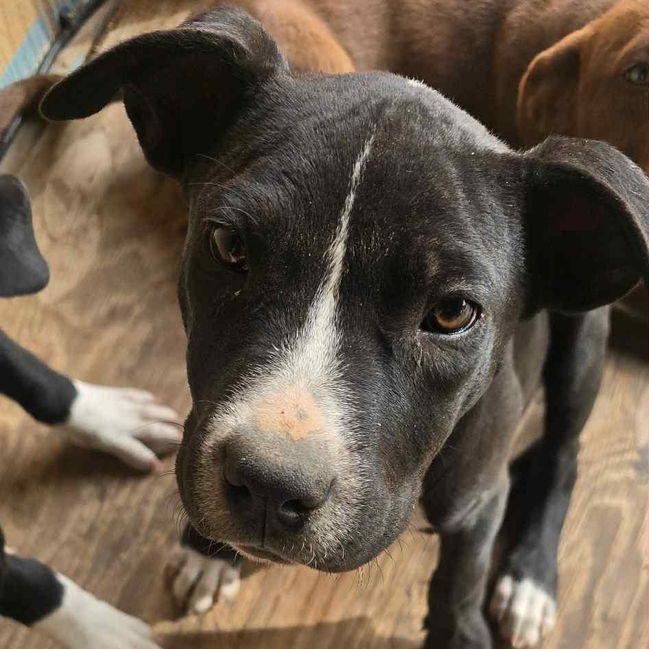 Charli, Adoptable, Puppy Female Pit Bull Terrier & Mixed Breed.