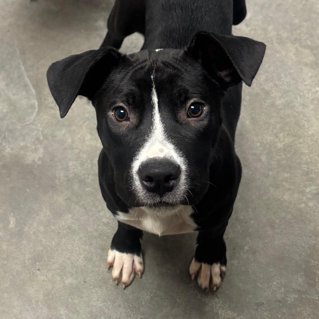 Enlarge Charli, a Adoptable mixed breed in Manhattan, KS image 2/2