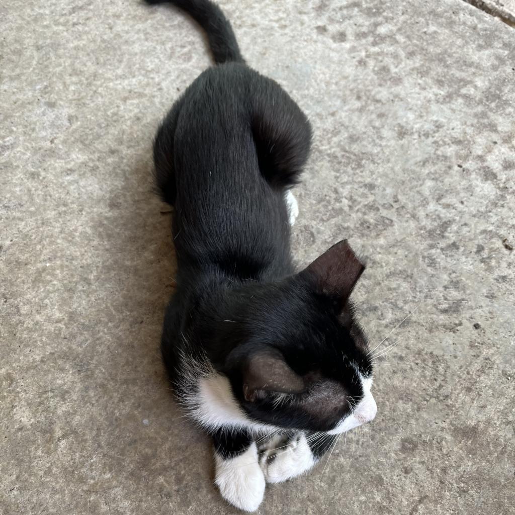 Enlarge SPATZ, a Adoptable Domestic Short Hair in San Antonio, TX image 1/3