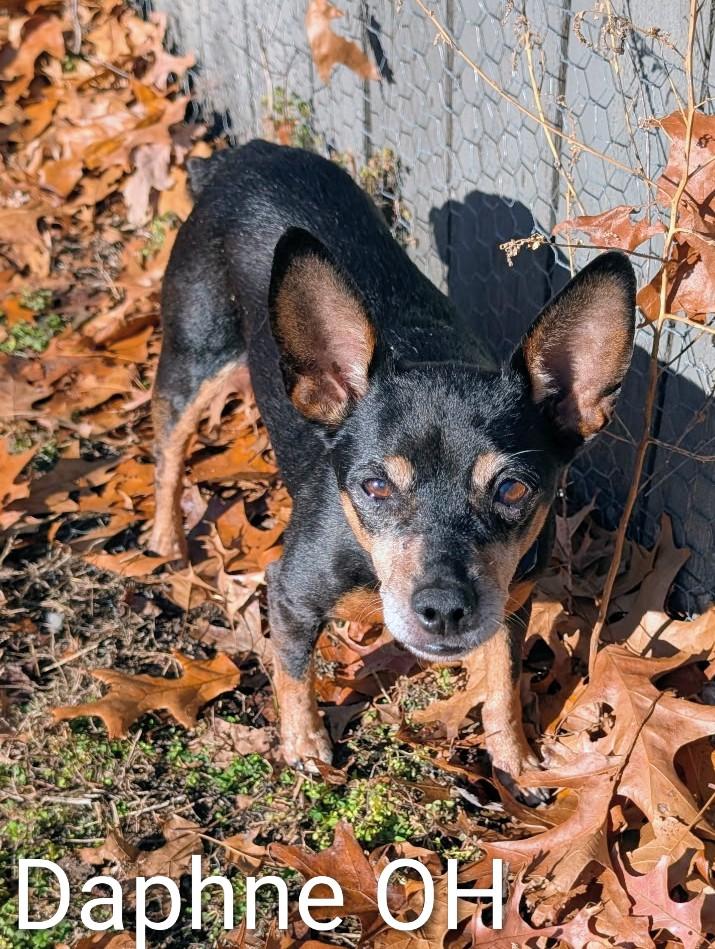 Daphne, adopted, Adult Female Miniature Pinscher.