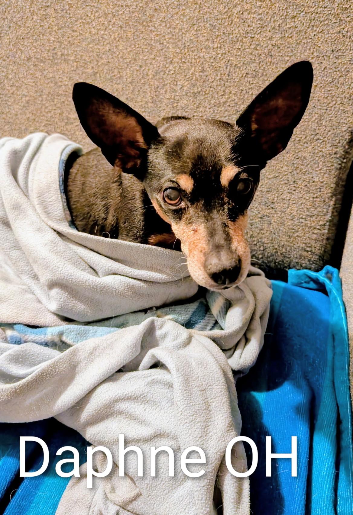 Enlarge Daphne, an adopted Miniature Pinscher in Holland, OH image 2/2