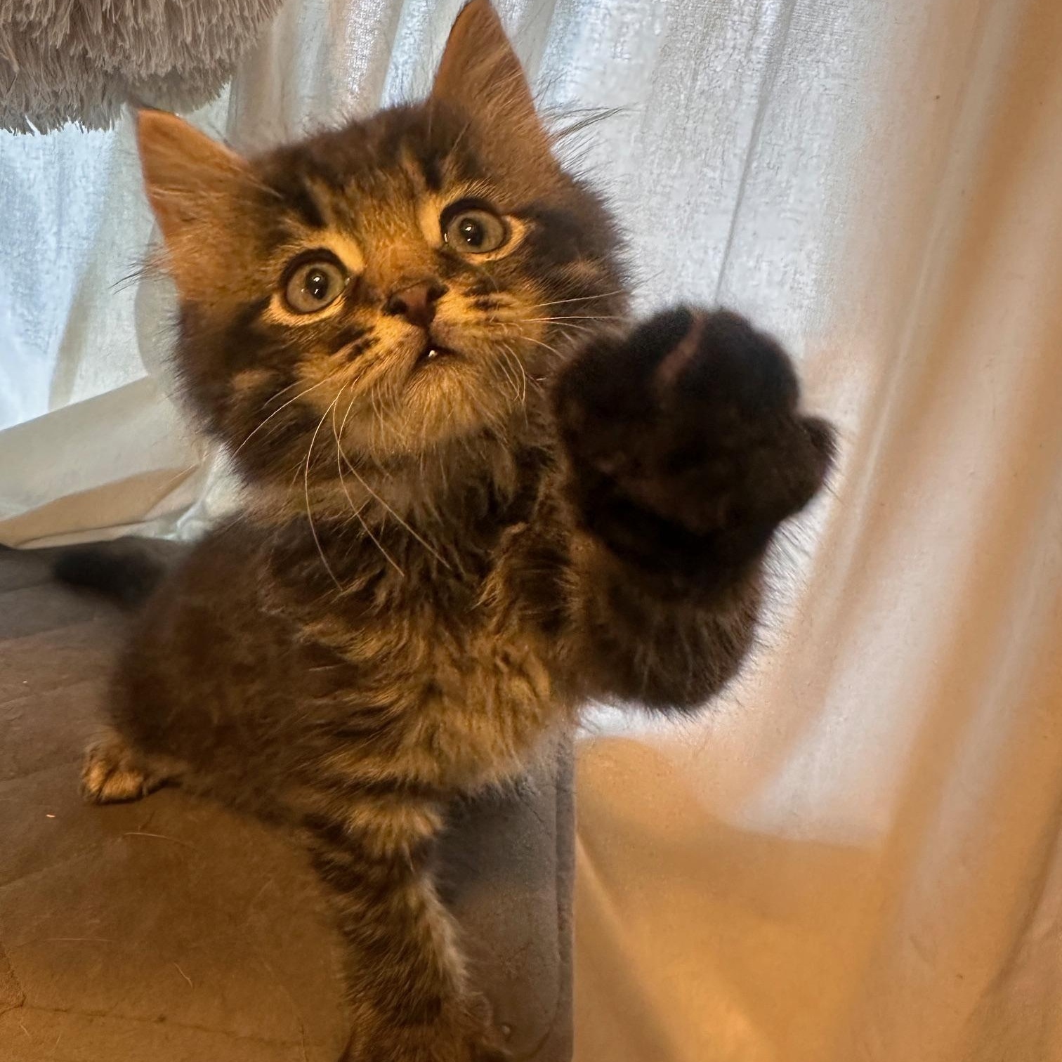 Enlarge Sir Winston, a Adopted mixed breed in Orange, CA image 3/5