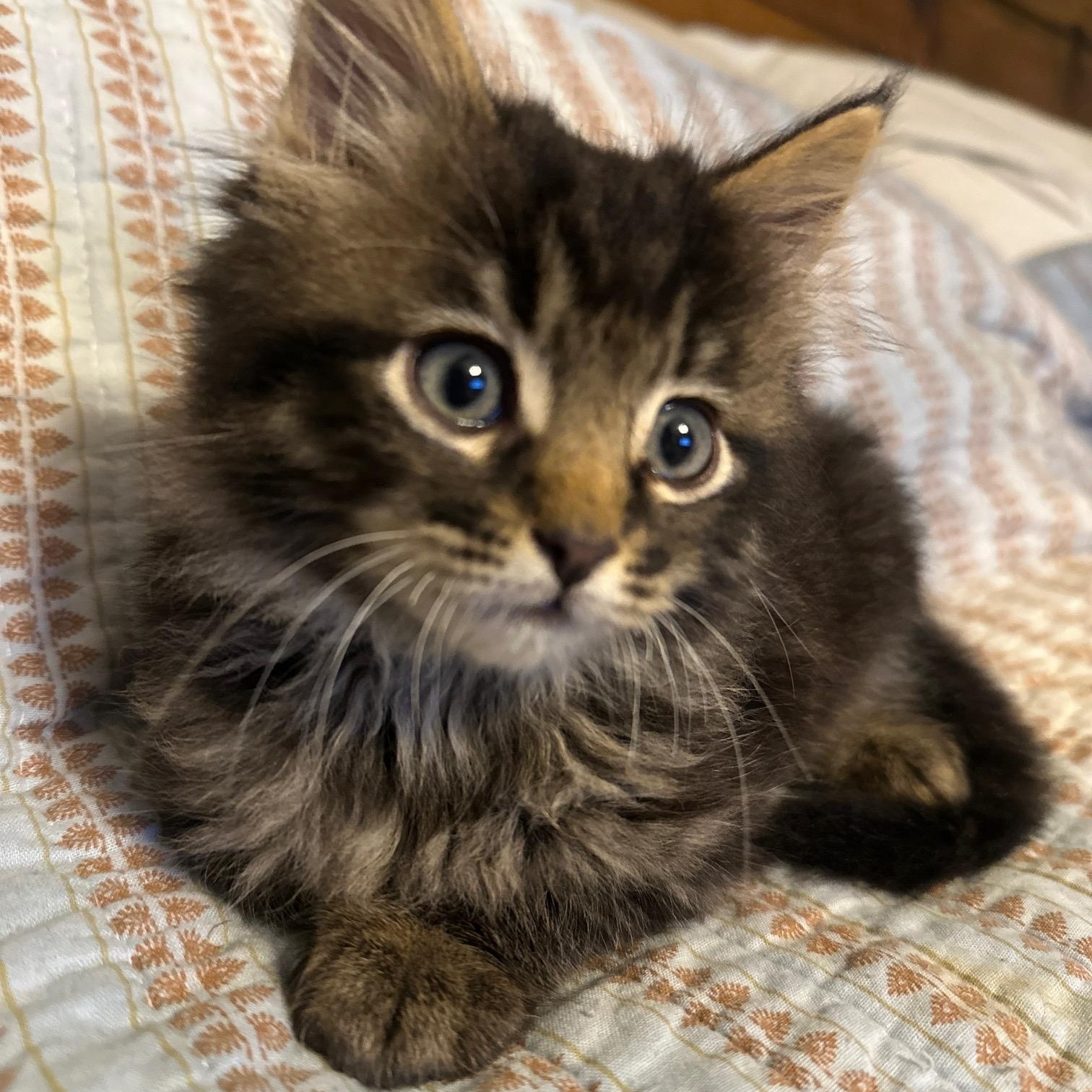 Enlarge Sir Winston, a Adopted mixed breed in Orange, CA image 2/5