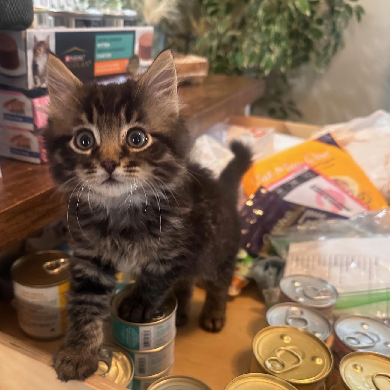 Enlarge Sir Winston, a Adopted mixed breed in Orange, CA image 1/5