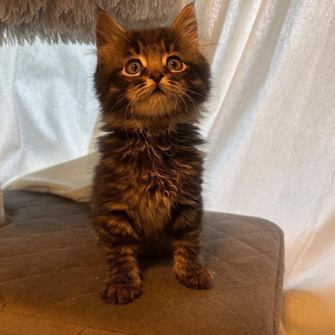 Enlarge Sir Winston, a Adopted mixed breed in Orange, CA image 5/5