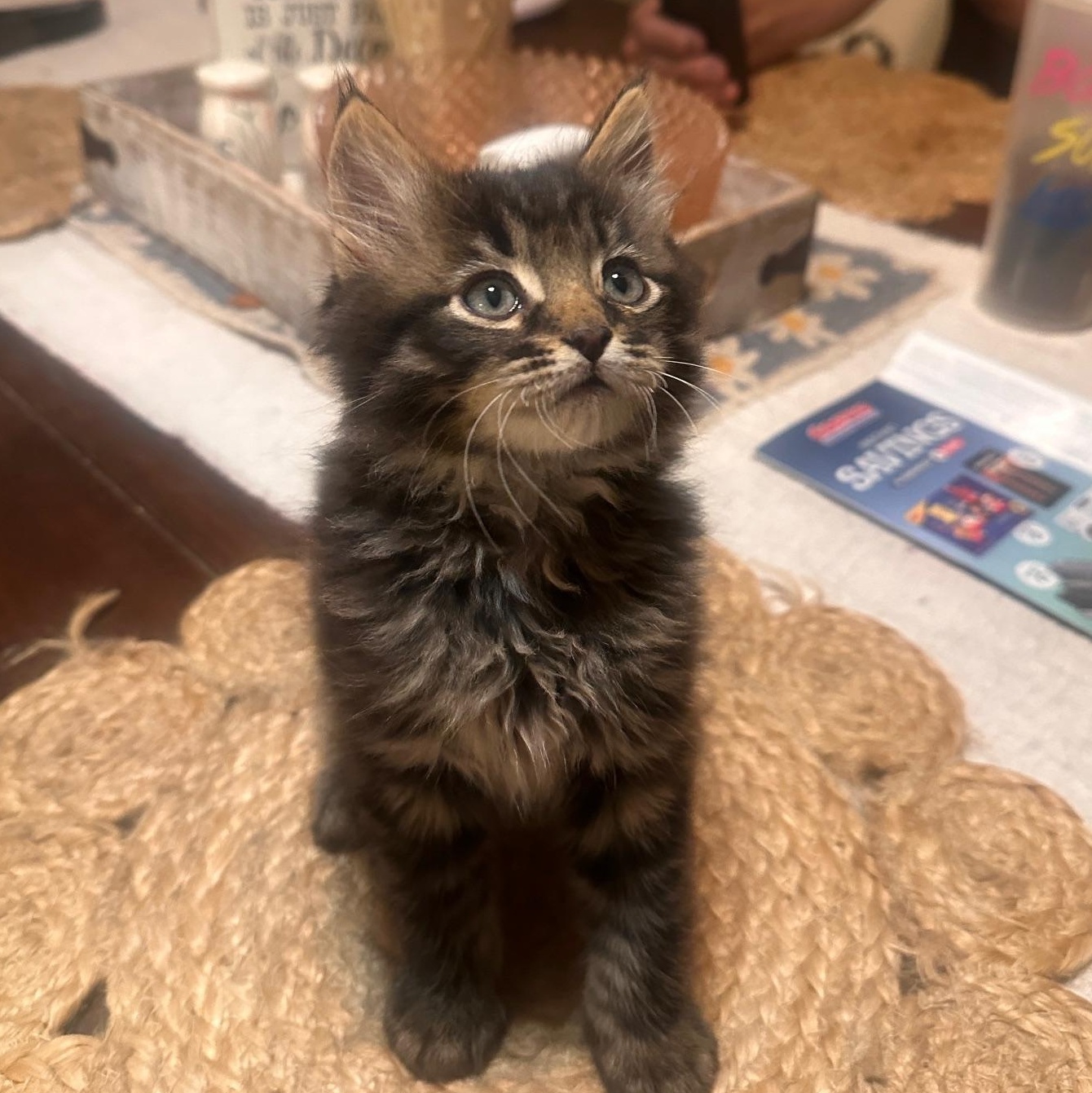 Enlarge Sir Winston, a Adopted mixed breed in Orange, CA image 4/5