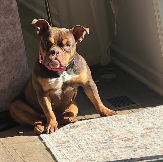 Sweet Frog, ADOPTABLE, Adult Female French Bulldog & Bulldog.