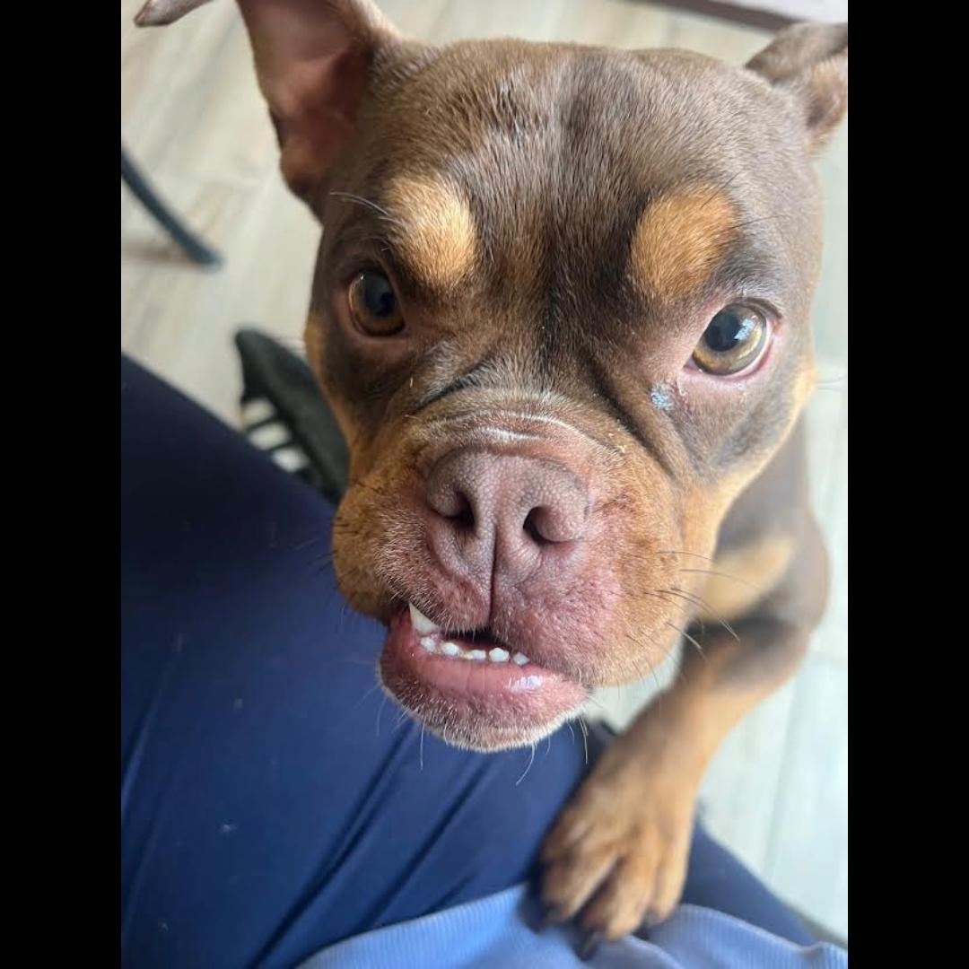 Sweet Frog, a ADOPTABLE mixed breed in Midlothian, VA image 2/4