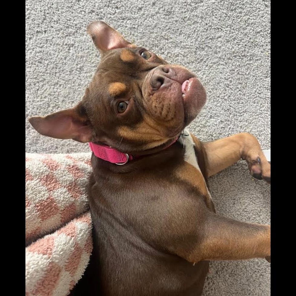 Sweet Frog, a ADOPTABLE mixed breed in Midlothian, VA image 3/4