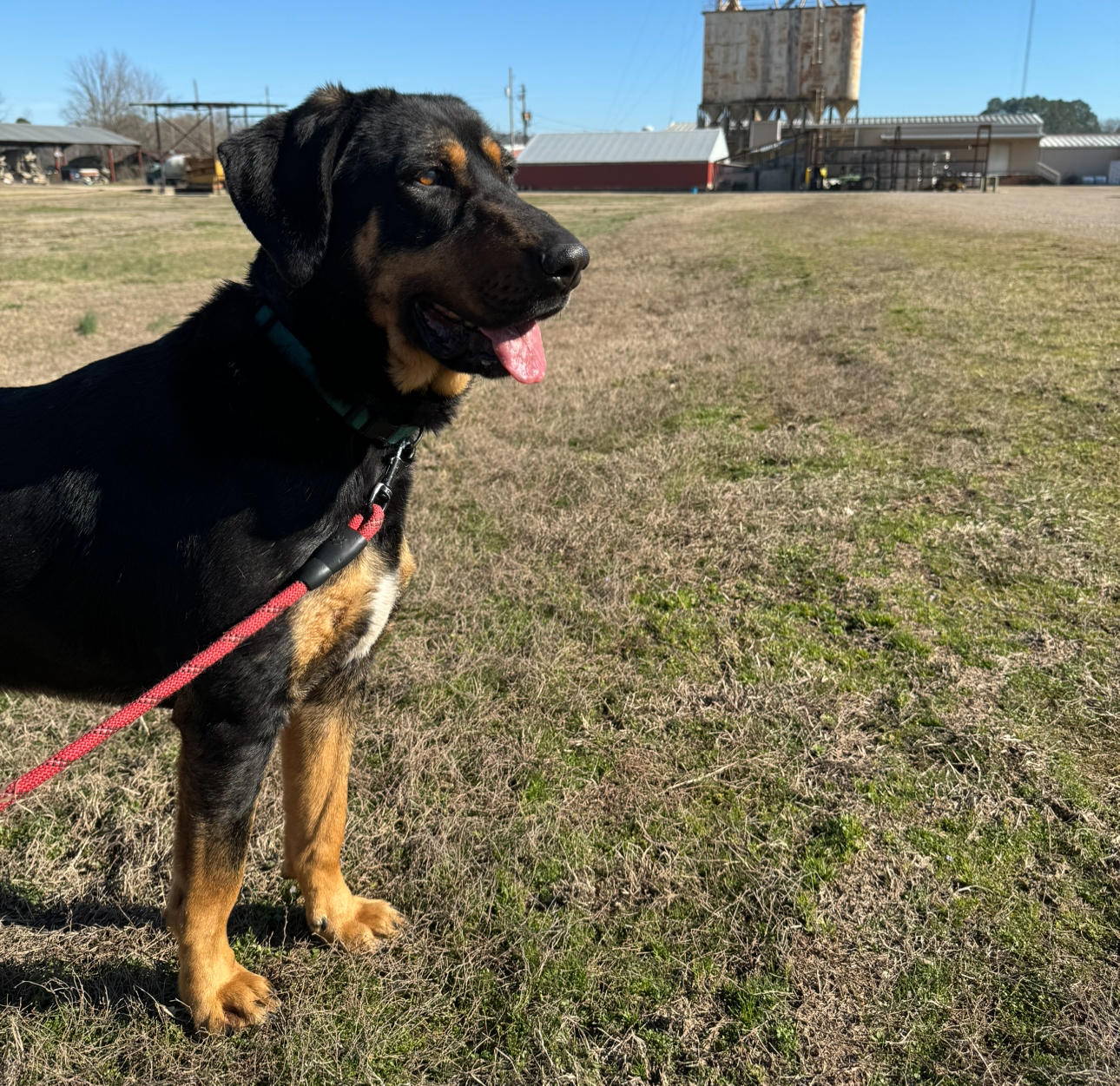 Uno, Adoptable, Adult Female Black and Tan Coonhound.