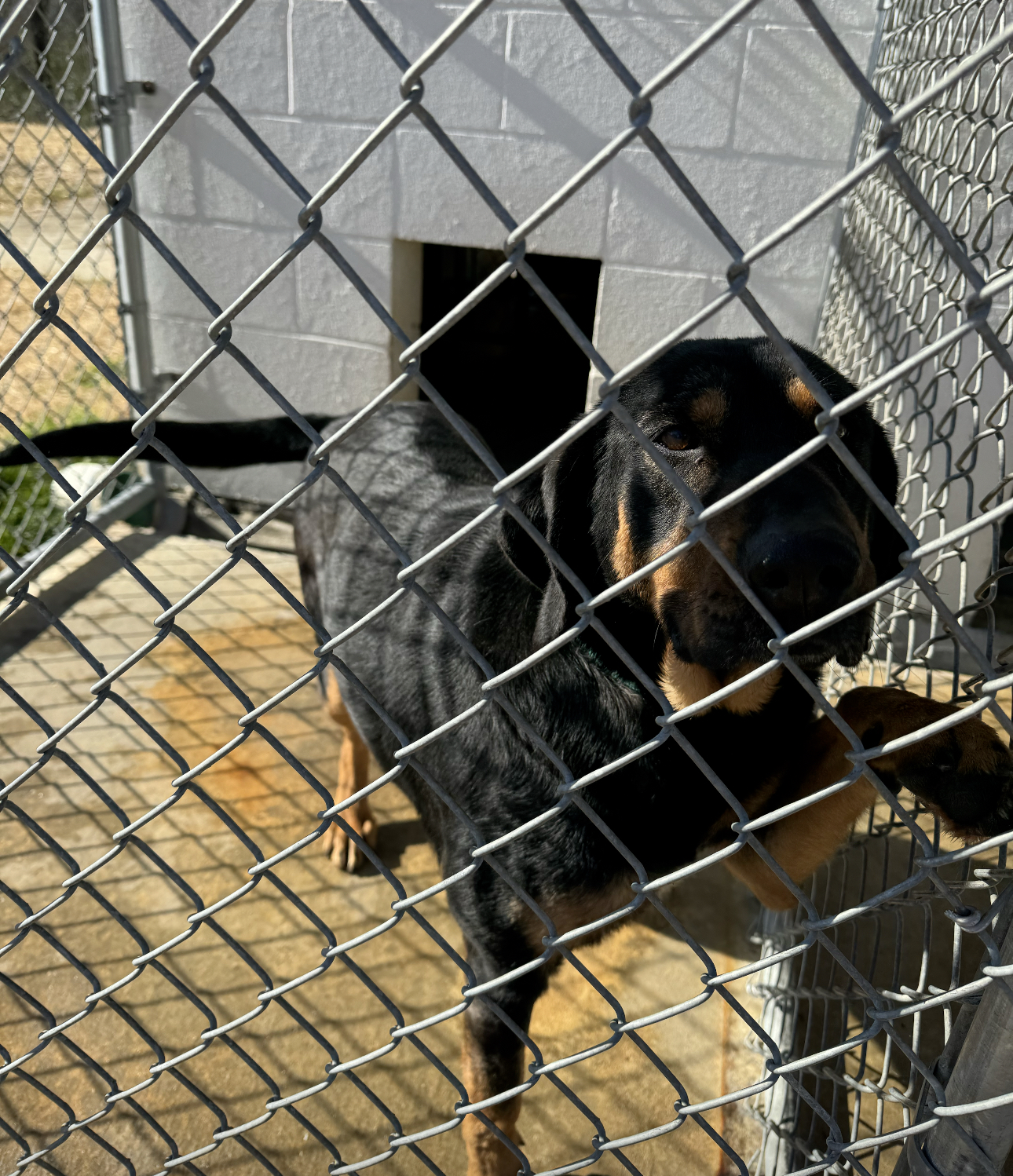 Uno, a Adoptable mixed breed in Glenwood, AR image 2/6
