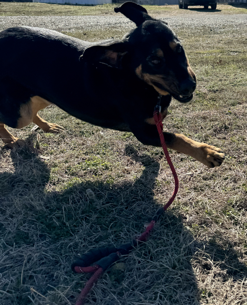 Uno, a Adoptable mixed breed in Glenwood, AR image 3/6