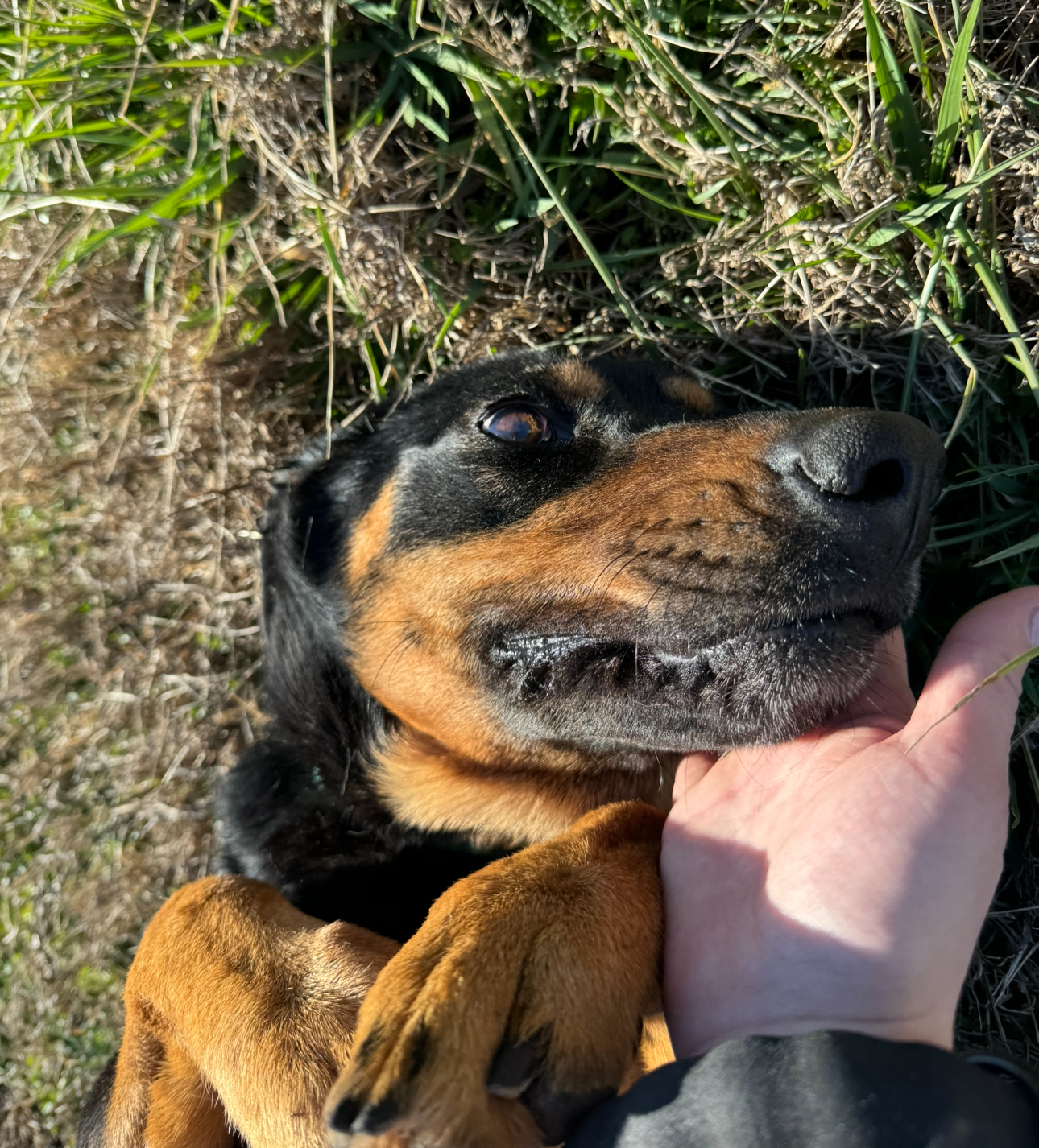 Uno, a Adoptable mixed breed in Glenwood, AR image 4/6