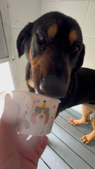 Enlarge Uno, a Adoptable mixed breed in Glenwood, AR video 6/6