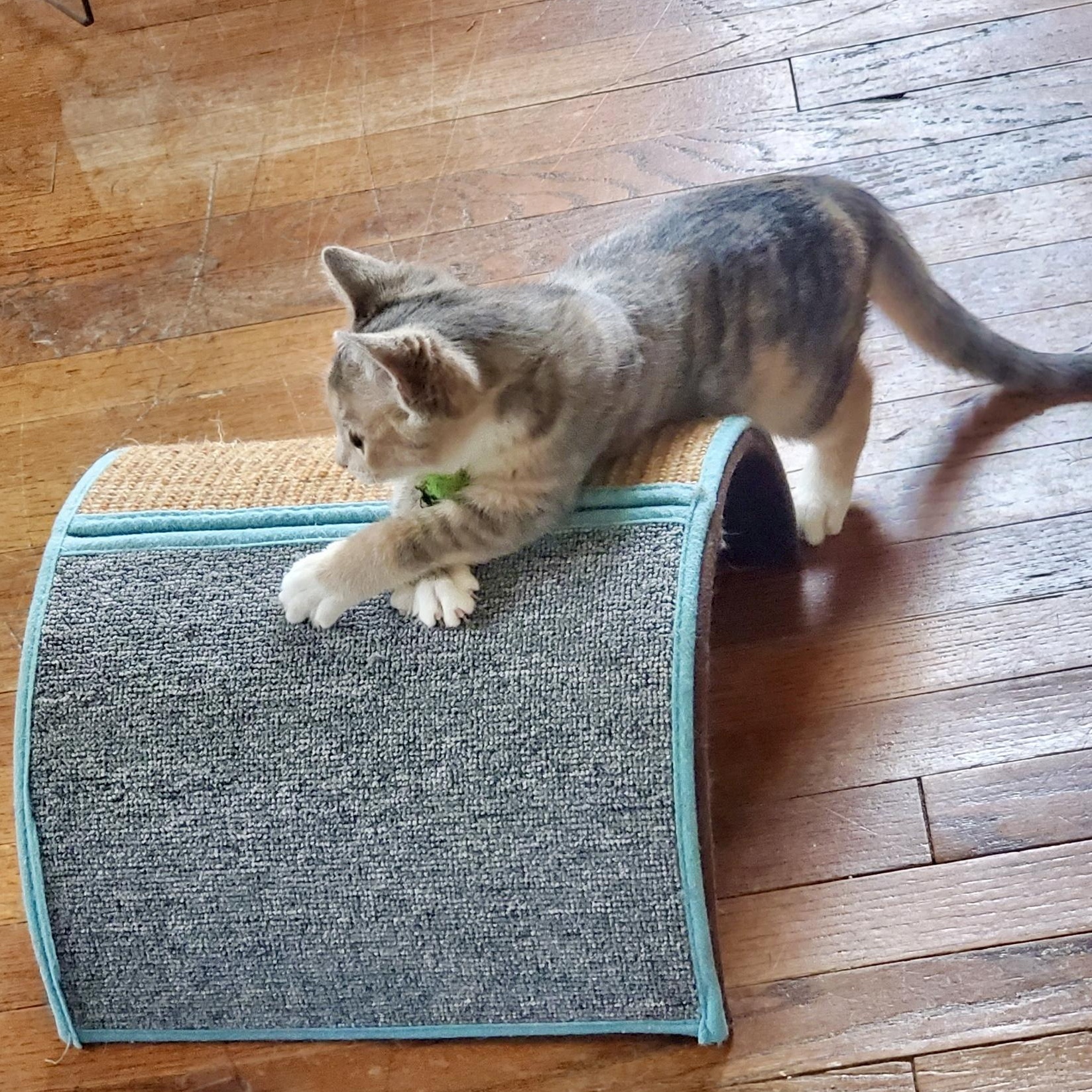 Enlarge Caliboose, an adopted Domestic Short Hair in Richmond, VA image 5/5