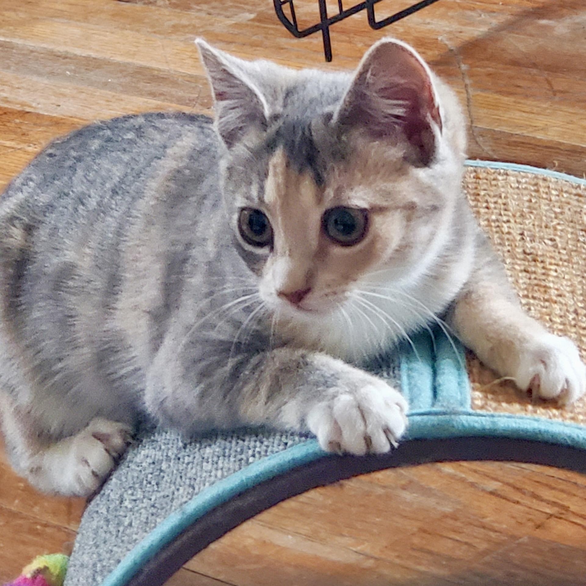 Enlarge Caliboose, an adopted Domestic Short Hair in Richmond, VA image 1/5