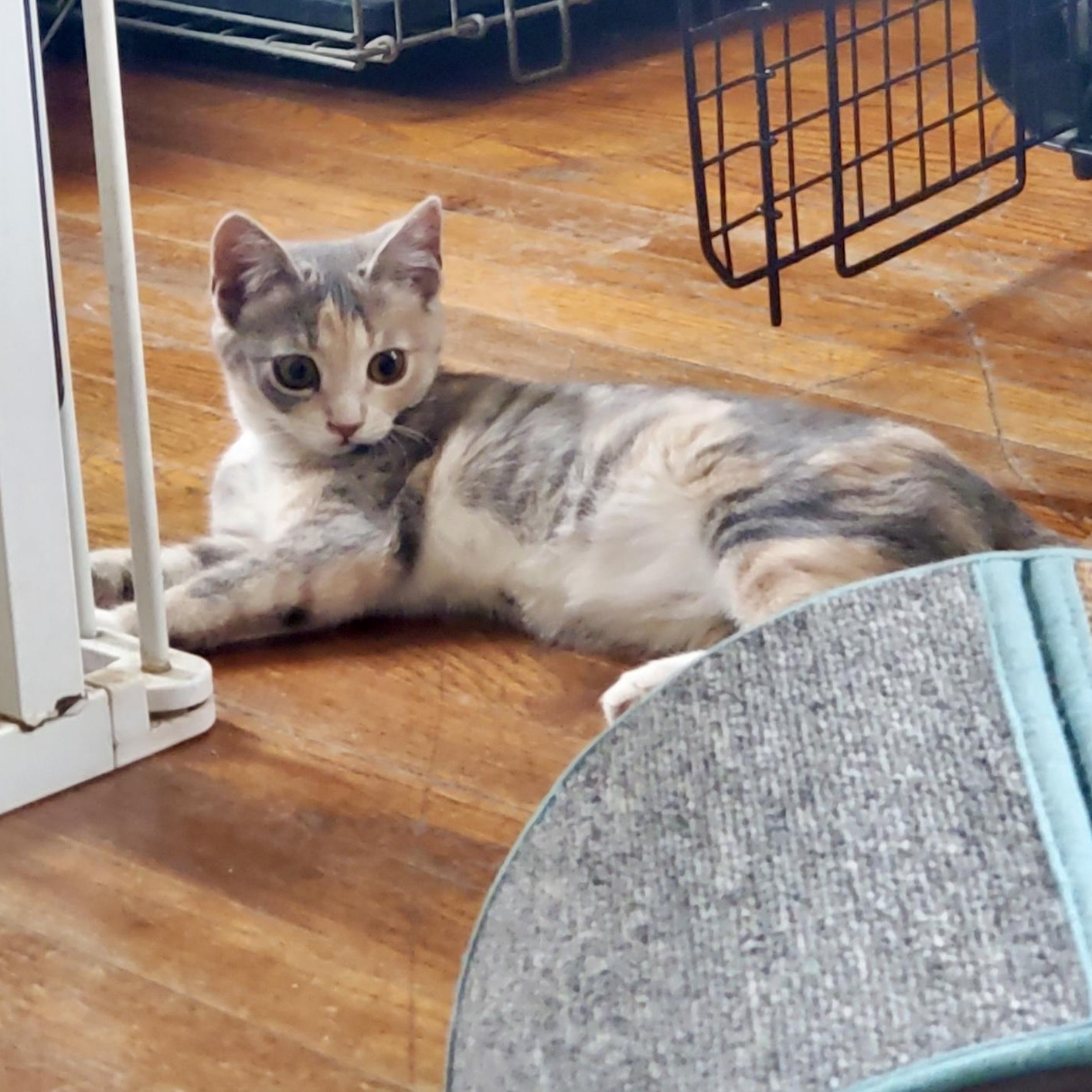 Enlarge Caliboose, an adopted Domestic Short Hair in Richmond, VA image 2/5