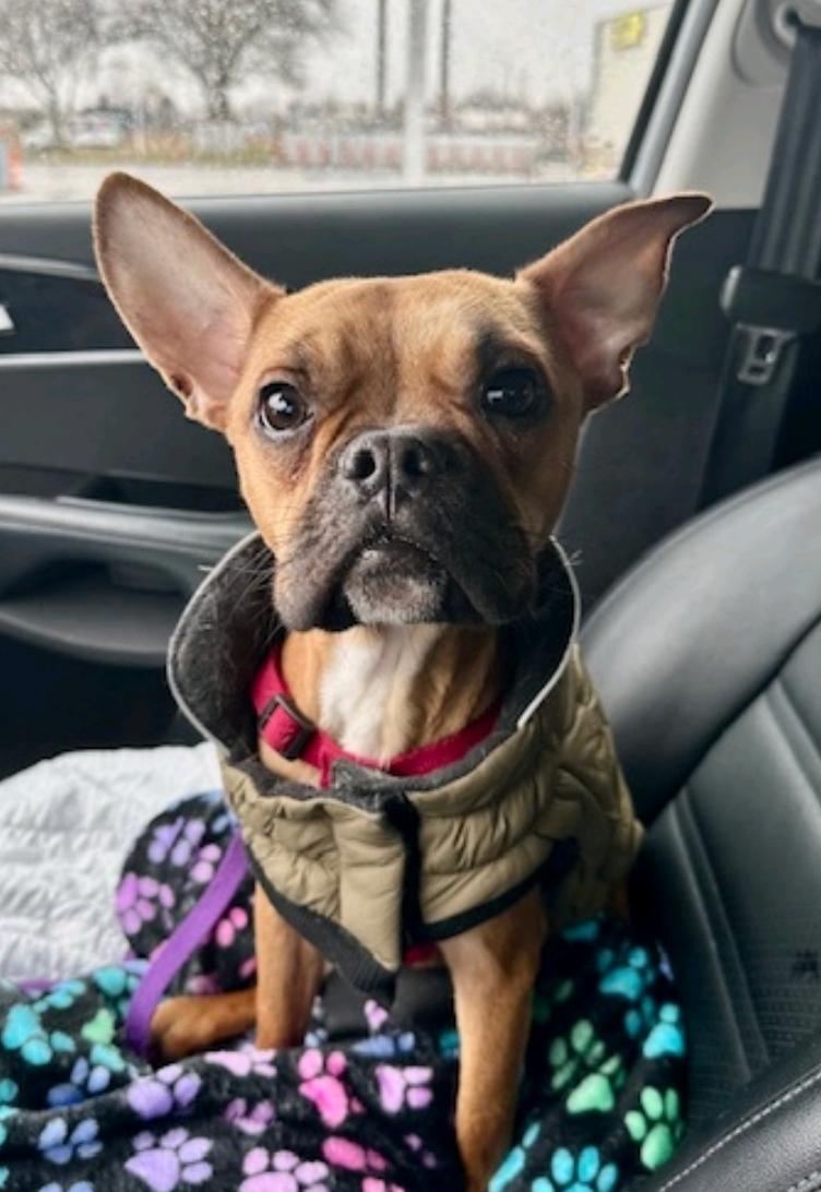 Enlarge Gizmo Snugglesworth, an adopted mixed breed in Torrington, CT image 3/6