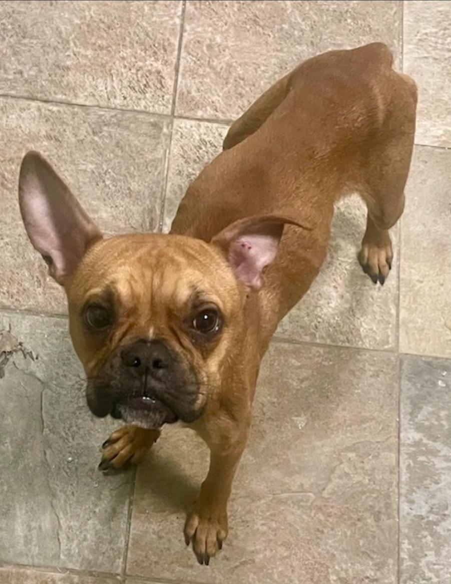 Enlarge Gizmo Snugglesworth, an adopted mixed breed in Torrington, CT image 4/6