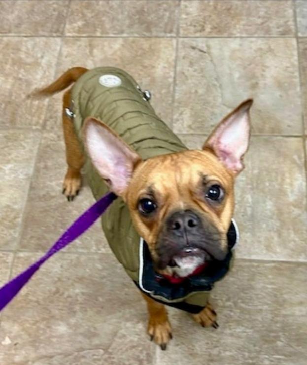 Enlarge Gizmo Snugglesworth, an adopted mixed breed in Torrington, CT image 2/6