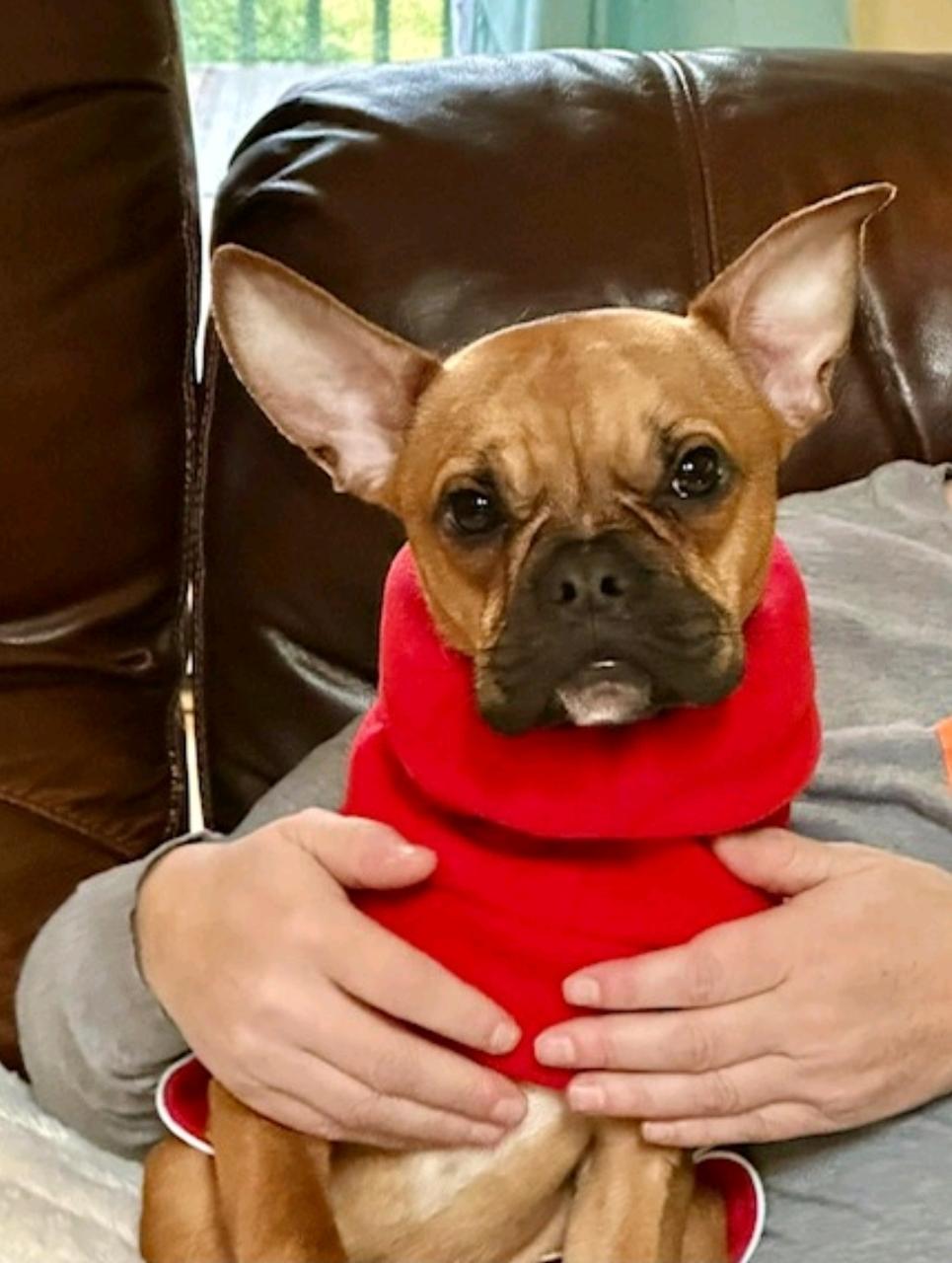 Gizmo Snugglesworth, adopted, Puppy Male French Bulldog & Boston Terrier.