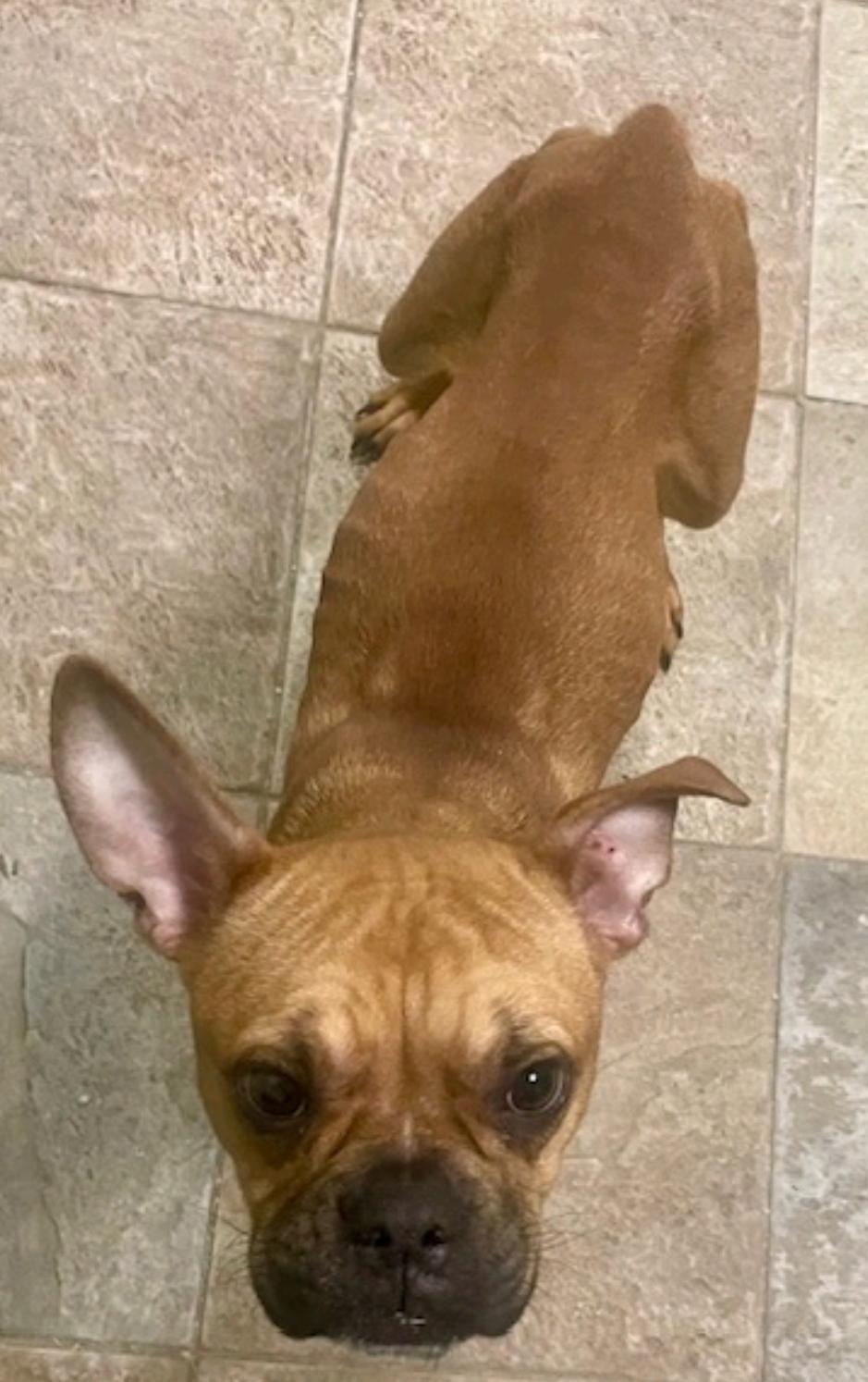 Enlarge Gizmo Snugglesworth, an adopted mixed breed in Torrington, CT image 5/6