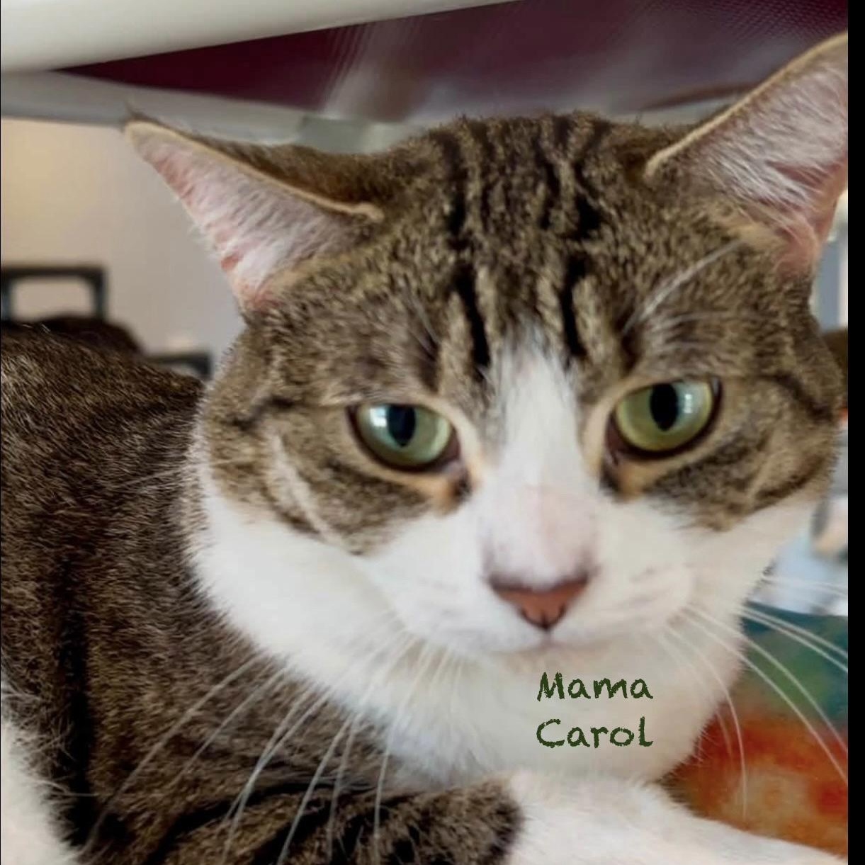 Mama Carol, a Adoptable Tabby in Palatine, IL image 6/6