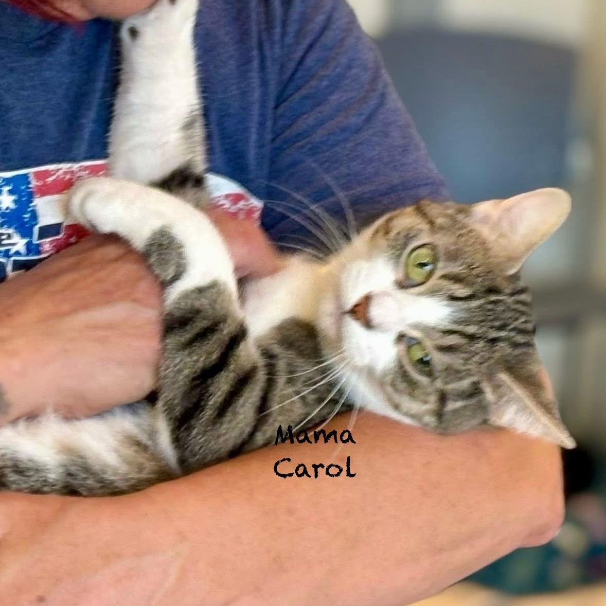 Mama Carol, Adoptable, Adult Female Tabby.
