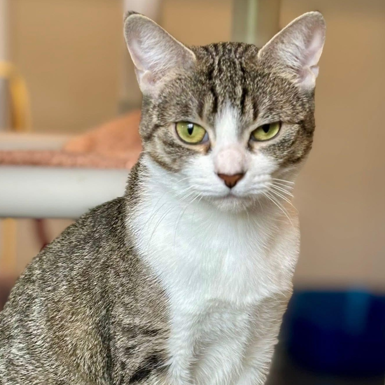 Enlarge Mama Carol, a Adoptable Tabby in Palatine, IL image 4/4