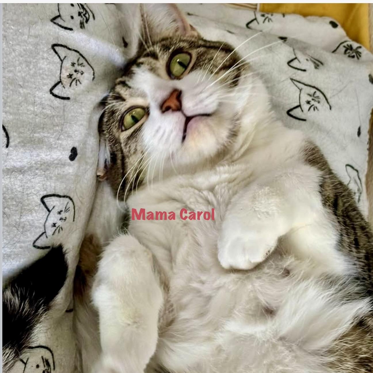 Mama Carol, Adoptable, Young Female Tabby.