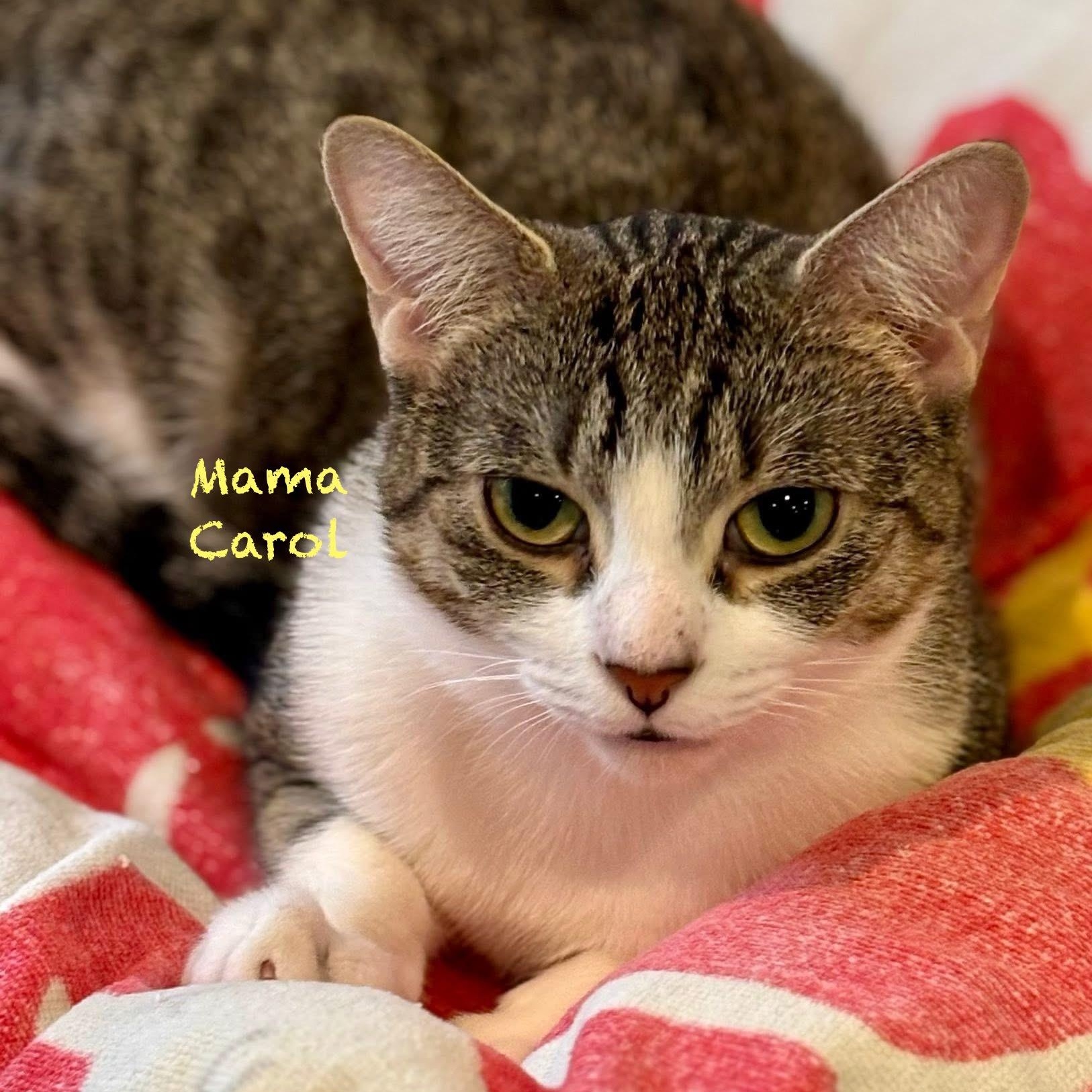 Enlarge Mama Carol, a Adoptable Tabby in Palatine, IL image 3/4