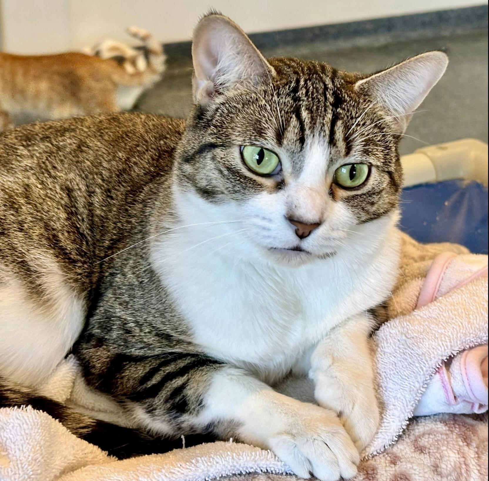 Enlarge Mama Carol, a Adoptable Tabby in Palatine, IL image 6/6