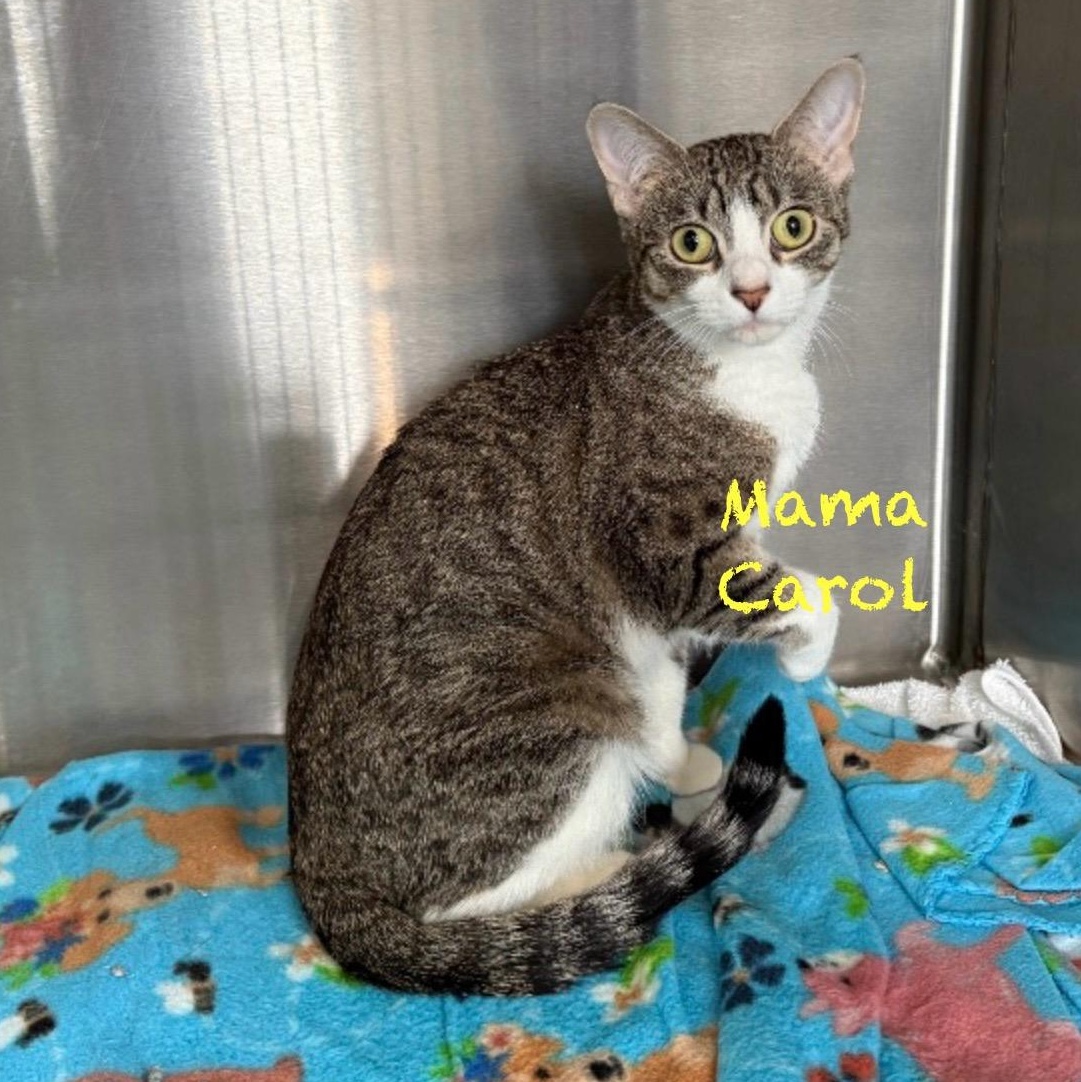 Enlarge Mama Carol, a Adoptable Tabby in Palatine, IL image 1/4