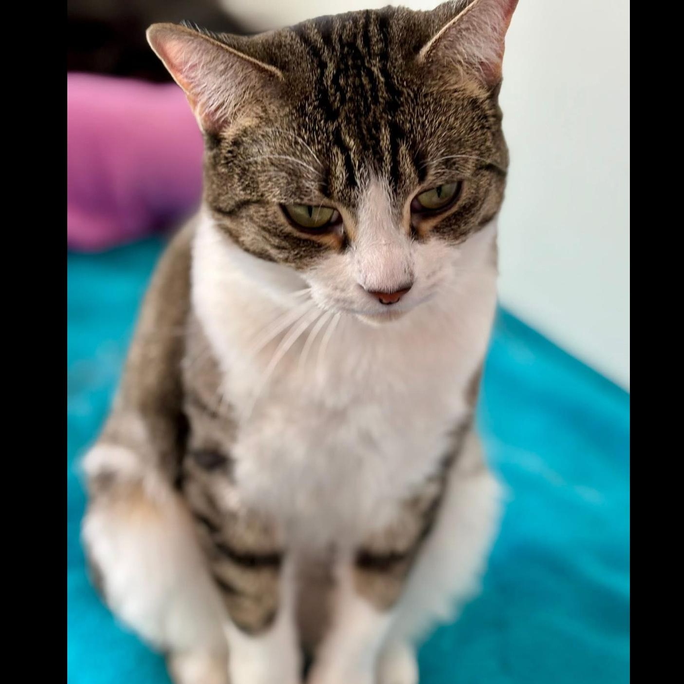 Enlarge Mama Carol, a Adoptable Tabby in Palatine, IL image 5/6