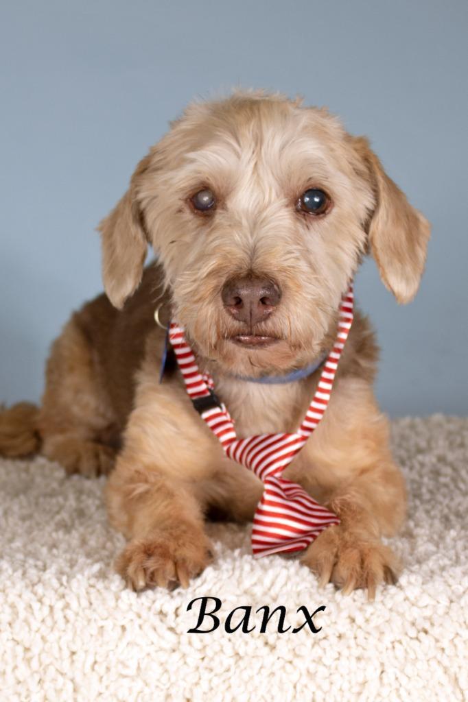 Banx, Adoptable, Senior Male Yorkshire Terrier & Poodle.