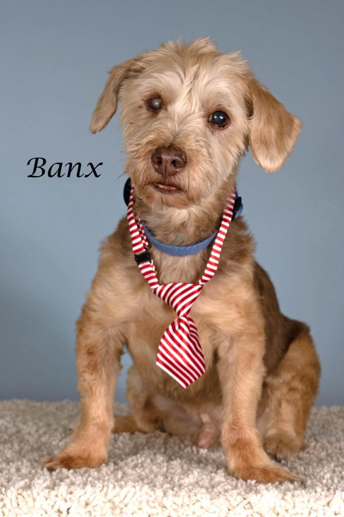 Enlarge Banx, a Adoptable mixed breed in Gilbert, AZ image 2/2