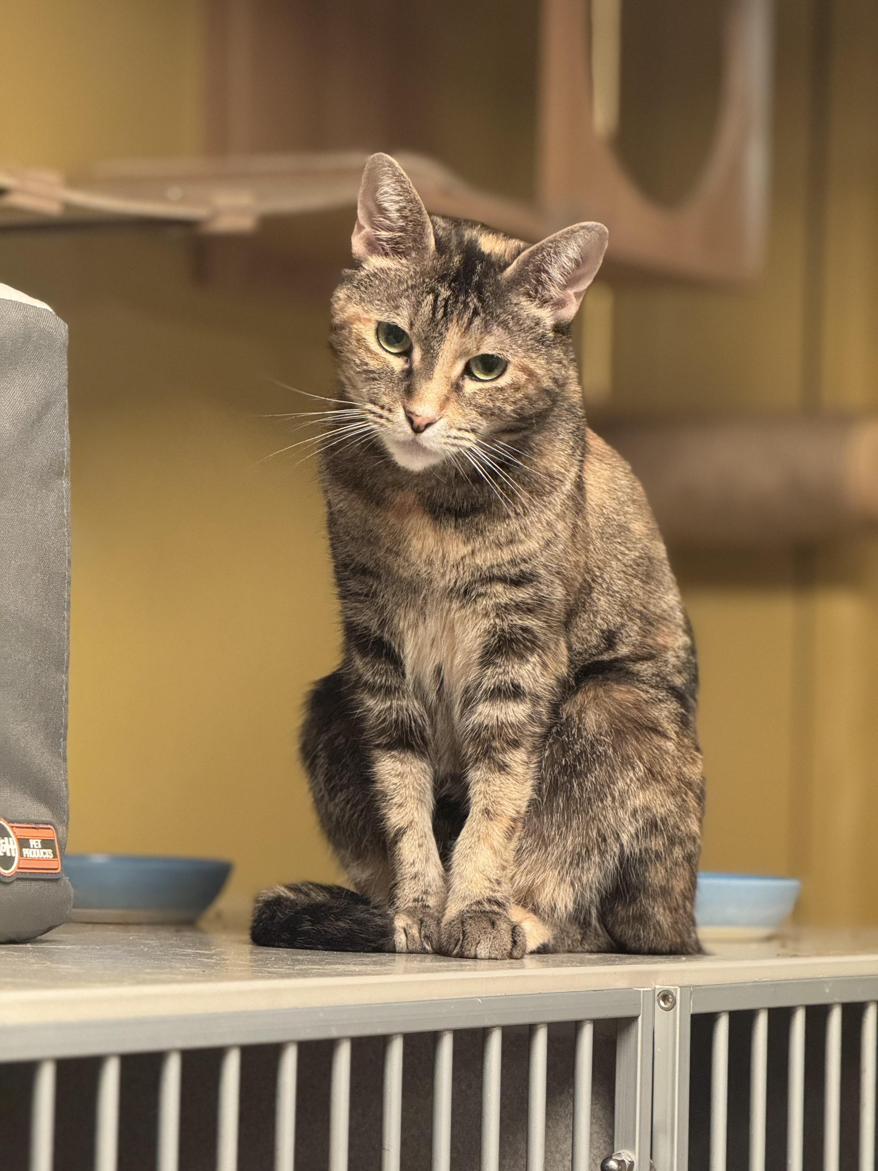 Peaches, a ADOPTABLE Domestic Short Hair in MABLETON, GA image 1/2