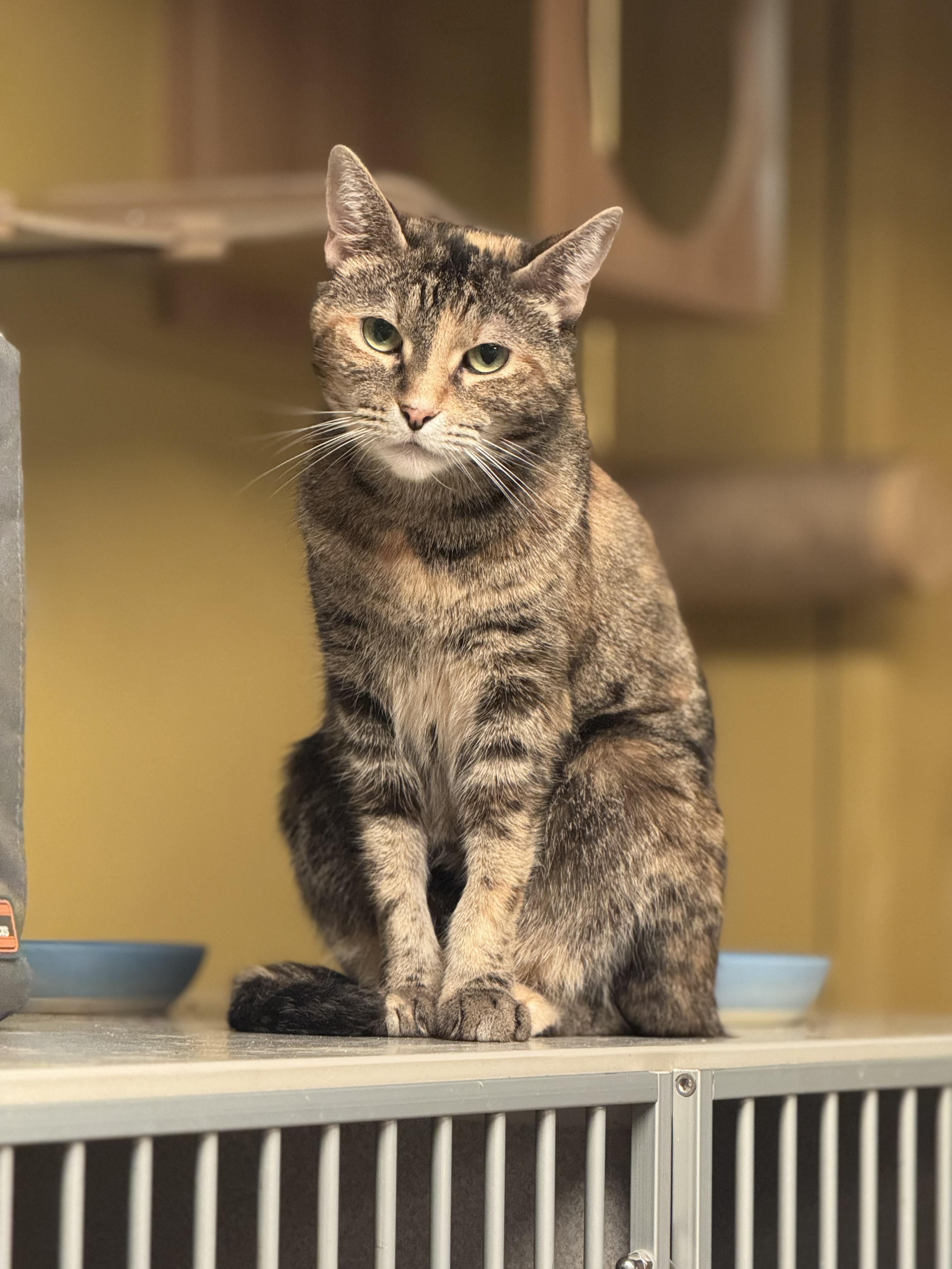 Peaches, a ADOPTABLE Domestic Short Hair in MABLETON, GA image 2/2