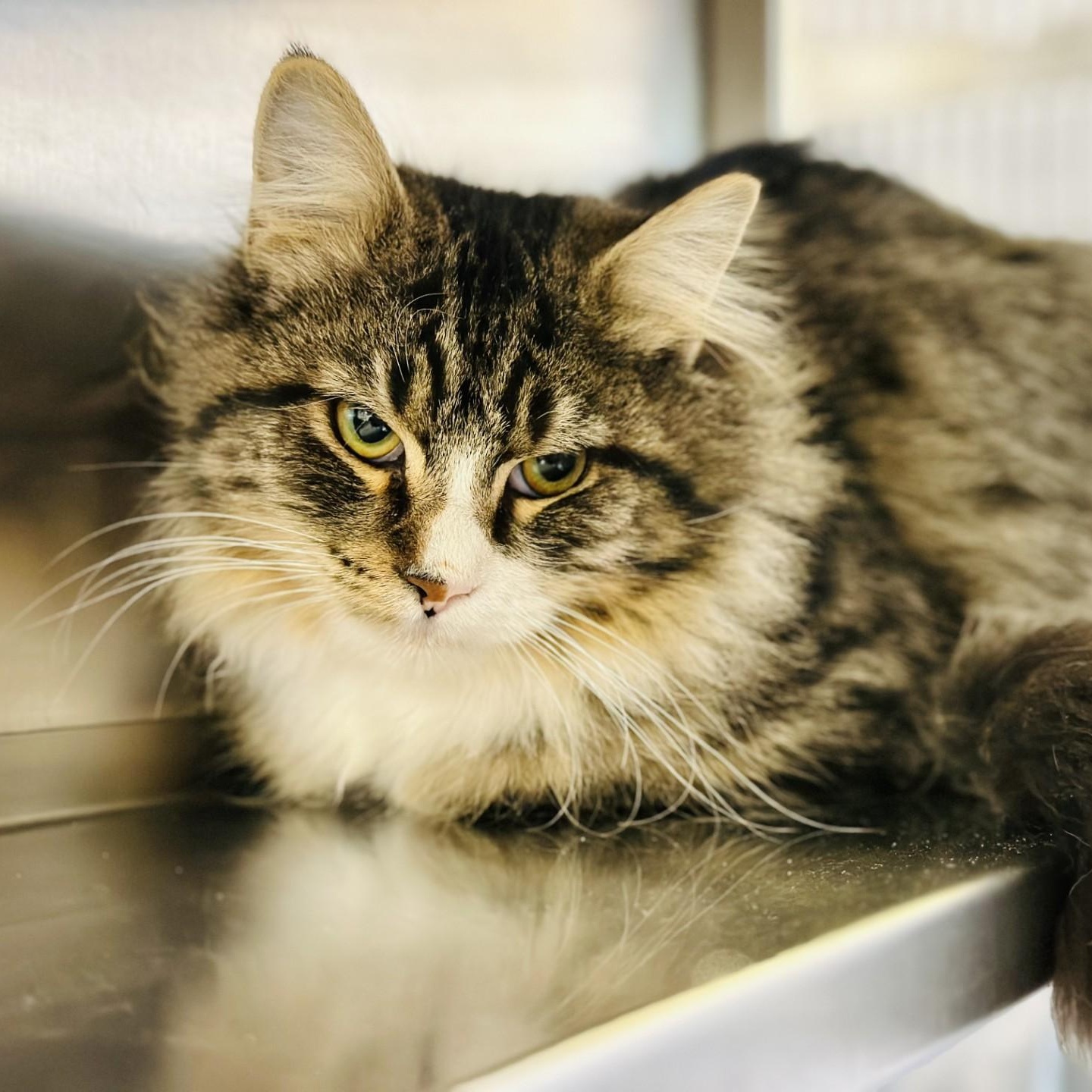 Bart, Adoptable, Young Male Domestic Medium Hair.