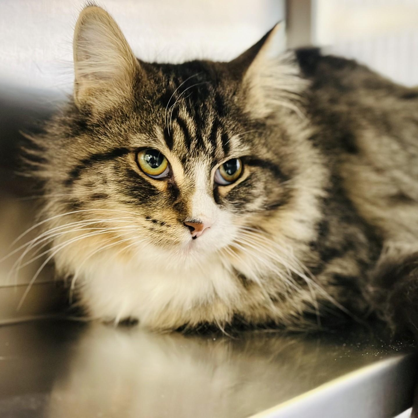 Bart, a Adoptable Domestic Medium Hair in Jackson, NJ image 2/2