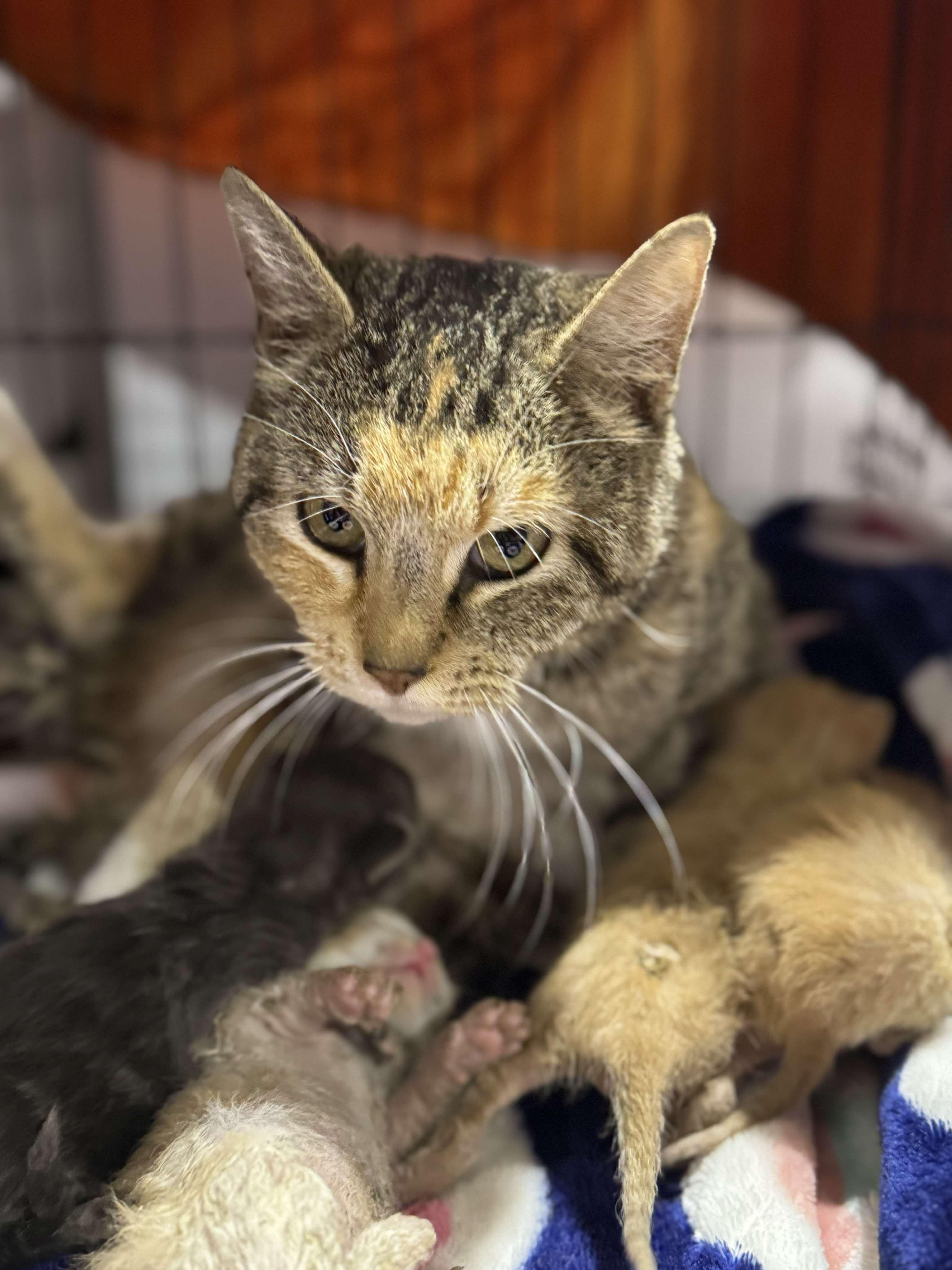 Enlarge Cupcake, an adopted mixed breed in Denver, CO image 3/6