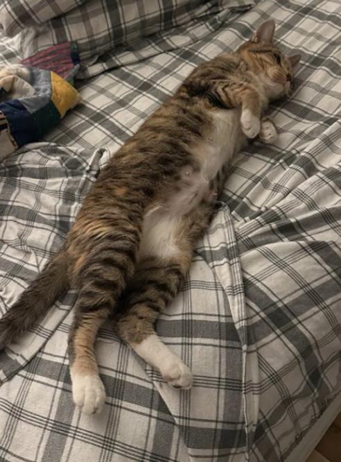 Cupcake, adopted, Adult Female American Shorthair.